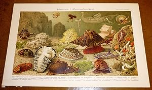 Chromolithographie "Schnecken " (Meeresschnecken)" und Holzschnitt "Schnecken II. (Lungenschnecke...