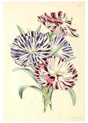 Image du vendeur pour Reproduccin/Reproduction 49797566681: The floral magazine;. London,L. Reeve & Co. mis en vente par EL BOLETIN