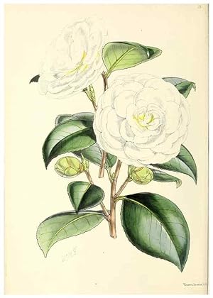 Image du vendeur pour Reproduccin/Reproduction 49797868837: The floral magazine;. London,L. Reeve & Co. mis en vente par EL BOLETIN