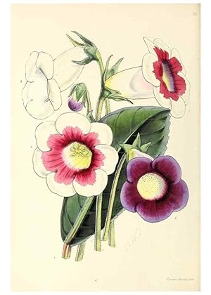 Image du vendeur pour Reproduccin/Reproduction 49797561101: The floral magazine;. London,L. Reeve & Co. mis en vente par EL BOLETIN