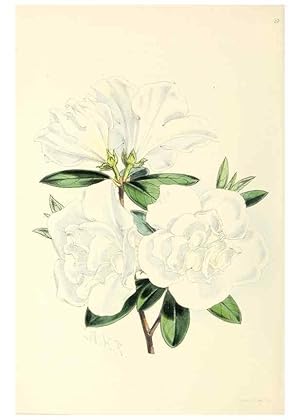 Image du vendeur pour Reproduccin/Reproduction 49797024623: The floral magazine;. London,L. Reeve & Co. mis en vente par EL BOLETIN