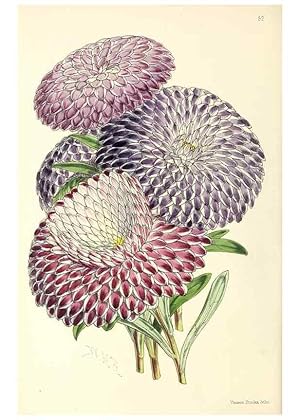 Image du vendeur pour Reproduccin/Reproduction 49797567711: The floral magazine;. London,L. Reeve & Co. mis en vente par EL BOLETIN