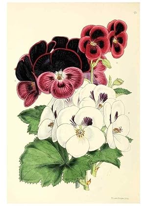 Image du vendeur pour Reproduccin/Reproduction 49797020543: The floral magazine;. London,L. Reeve & Co. mis en vente par EL BOLETIN