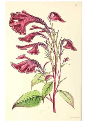 Image du vendeur pour Reproduccin/Reproduction 49797021663: The floral magazine;. London,L. Reeve & Co. mis en vente par EL BOLETIN
