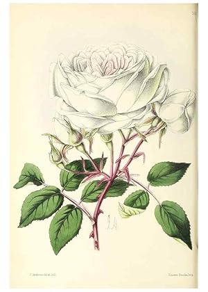 Image du vendeur pour Reproduccin/Reproduction 49796677243: The floral magazine;. London,L. Reeve & Co. mis en vente par EL BOLETIN