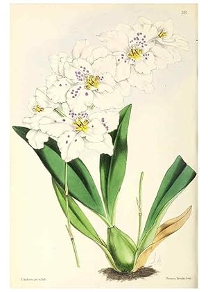 Image du vendeur pour Reproduccin/Reproduction 49797539232: The floral magazine;. London,L. Reeve & Co. mis en vente par EL BOLETIN