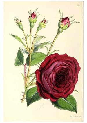 Image du vendeur pour Reproduccin/Reproduction 49797565556: The floral magazine;. London,L. Reeve & Co. mis en vente par EL BOLETIN