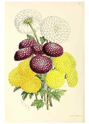 Image du vendeur pour Reproduccin/Reproduction 49797568041: The floral magazine;. London,L. Reeve & Co. mis en vente par EL BOLETIN