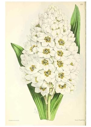 Image du vendeur pour Reproduccin/Reproduction 49796675163: The floral magazine;. London,L. Reeve & Co. mis en vente par EL BOLETIN