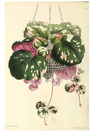 Image du vendeur pour Reproduccin/Reproduction 49796680868: The floral magazine;. London,L. Reeve & Co. mis en vente par EL BOLETIN