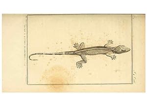 Seller image for Reproduccin/Reproduction 49813930766: Histoire naturelle, gnrale et particulire, des reptiles. A Paris :De lImprimerie de F. Dufart,an X-XI [1802-1803]. for sale by EL BOLETIN