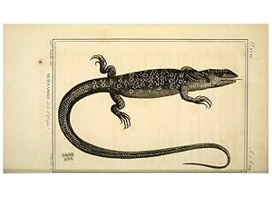 Seller image for Reproduccin/Reproduction 49813850461: Histoire naturelle, gnrale et particulire, des reptiles. A Paris :De lImprimerie de F. Dufart,an X-XI [1802-1803]. for sale by EL BOLETIN