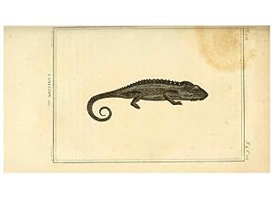 Seller image for Reproduccin/Reproduction 49813932416: Histoire naturelle, gnrale et particulire, des reptiles. A Paris :De lImprimerie de F. Dufart,an X-XI [1802-1803]. for sale by EL BOLETIN