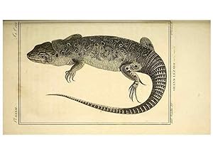 Seller image for Reproduccin/Reproduction 49813851286: Histoire naturelle, gnrale et particulire, des reptiles. A Paris :De lImprimerie de F. Dufart,an X-XI [1802-1803]. for sale by EL BOLETIN