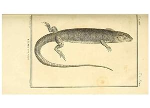 Seller image for Reproduccin/Reproduction 49813311468: Histoire naturelle, gnrale et particulire, des reptiles. A Paris :De lImprimerie de F. Dufart,an X-XI [1802-1803]. for sale by EL BOLETIN