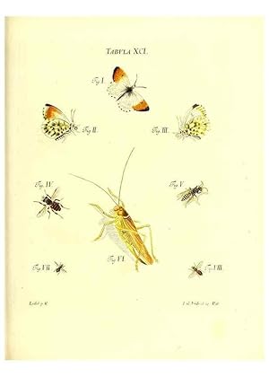 Immagine del venditore per Reproduccin/Reproduction 49809755308: Iacobi Christiani Schaefferi s.s. theologiae et philosophiae doctoris . Icones insectorum circa Ratisbonam indigenorum :. Ratisbonae :Typis Breitfeldianis,MDCCLXXIX [1766-1779]. venduto da EL BOLETIN