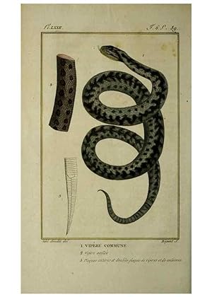 Seller image for Reproduccin/Reproduction 49813174998: Histoire naturelle, gnrale et particulire, des reptiles :. A Paris :De lImprimerie de F. Dufart,an X-XI [1802-1803]. for sale by EL BOLETIN