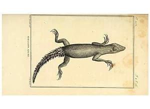 Seller image for Reproduccin/Reproduction 49813928756: Histoire naturelle, gnrale et particulire, des reptiles. A Paris :De lImprimerie de F. Dufart,an X-XI [1802-1803]. for sale by EL BOLETIN