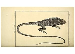 Seller image for Reproduccin/Reproduction 49813855081: Histoire naturelle, gnrale et particulire, des reptiles. A Paris :De lImprimerie de F. Dufart,an X-XI [1802-1803]. for sale by EL BOLETIN