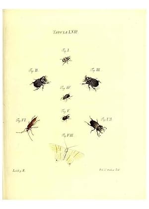 Immagine del venditore per Reproduccin/Reproduction 49809748373: Iacobi Christiani Schaefferi s.s. theologiae et philosophiae doctoris . Icones insectorum circa Ratisbonam indigenorum :. Ratisbonae :Typis Breitfeldianis,MDCCLXXIX [1766-1779]. venduto da EL BOLETIN