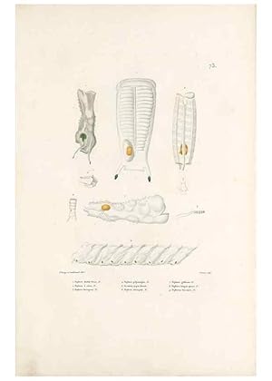 Bild des Verkufers fr Reproduccin/Reproduction 49813674433: Voyage autour du monde, entrepris par ordre du roi. Paris,Chez Pillet ai^ne?,1824-1844. zum Verkauf von EL BOLETIN