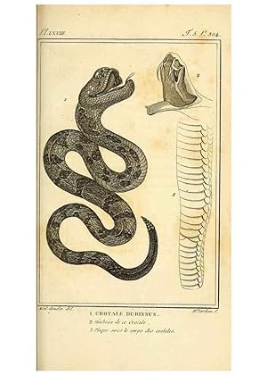 Seller image for Reproduccin/Reproduction 49814491282: Histoire naturelle, gnrale et particulire, des reptiles. A Paris :De lImprimerie de F. Dufart,an X-XI [1802-1803]. for sale by EL BOLETIN