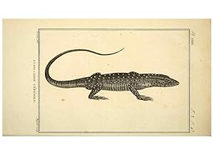 Seller image for Reproduccin/Reproduction 49813309608: Histoire naturelle, gnrale et particulire, des reptiles. A Paris :De lImprimerie de F. Dufart,an X-XI [1802-1803]. for sale by EL BOLETIN
