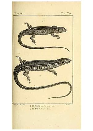 Seller image for Reproduccin/Reproduction 49813851946: Histoire naturelle, gnrale et particulire, des reptiles. A Paris :De lImprimerie de F. Dufart,an X-XI [1802-1803]. for sale by EL BOLETIN