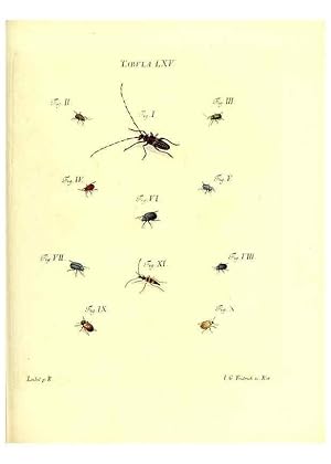 Immagine del venditore per Reproduccin/Reproduction 49810303226: Iacobi Christiani Schaefferi s.s. theologiae et philosophiae doctoris . Icones insectorum circa Ratisbonam indigenorum :. Ratisbonae :Typis Breitfeldianis,MDCCLXXIX [1766-1779]. venduto da EL BOLETIN