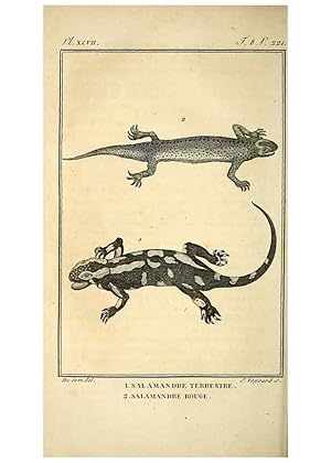 Imagen del vendedor de Reproduccin/Reproduction 49814240371: Histoire naturelle, gnrale et particulire, des reptiles. A Paris :De lImprimerie de F. Dufart,an X-XI [1802-1803]. a la venta por EL BOLETIN