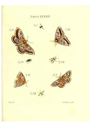 Immagine del venditore per Reproduccin/Reproduction 49809754723: Iacobi Christiani Schaefferi s.s. theologiae et philosophiae doctoris . Icones insectorum circa Ratisbonam indigenorum :. Ratisbonae :Typis Breitfeldianis,MDCCLXXIX [1766-1779]. venduto da EL BOLETIN