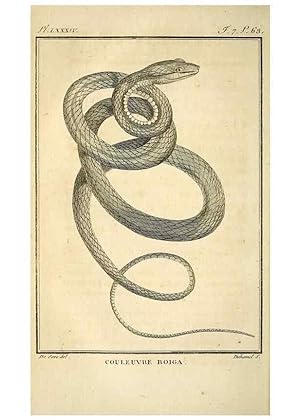 Seller image for Reproduccin/Reproduction 49813673553: Histoire naturelle, gnrale et particulire, des reptiles. A Paris :De lImprimerie de F. Dufart,an X-XI [1802-1803]. for sale by EL BOLETIN