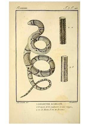 Seller image for Reproduccin/Reproduction 49814210776: Histoire naturelle, gnrale et particulire, des reptiles. A Paris :De lImprimerie de F. Dufart,an X-XI [1802-1803]. for sale by EL BOLETIN
