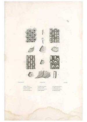 Bild des Verkufers fr Reproduccin/Reproduction 49814526522: Voyage autour du monde, entrepris par ordre du roi. Paris,Chez Pillet ai^ne?,1824-1844. zum Verkauf von EL BOLETIN