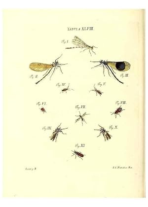 Immagine del venditore per Reproduccin/Reproduction 49810299571: Iacobi Christiani Schaefferi s.s. theologiae et philosophiae doctoris . Icones insectorum circa Ratisbonam indigenorum :. Ratisbonae :Typis Breitfeldianis,MDCCLXXIX [1766-1779]. venduto da EL BOLETIN