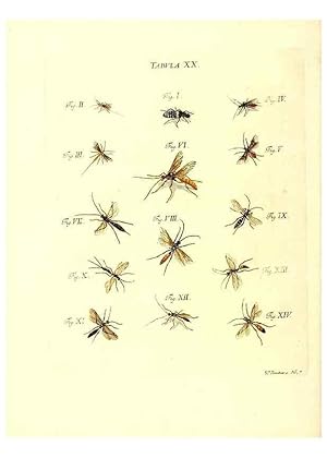 Immagine del venditore per Reproduccin/Reproduction 49810592357: Iacobi Christiani Schaefferi s.s. theologiae et philosophiae doctoris . Icones insectorum circa Ratisbonam indigenorum :. Ratisbonae :Typis Breitfeldianis,MDCCLXXIX [1766-1779]. venduto da EL BOLETIN