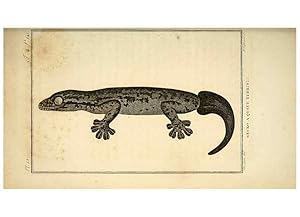 Seller image for Reproduccin/Reproduction 49813391643: Histoire naturelle, gnrale et particulire, des reptiles. A Paris :De lImprimerie de F. Dufart,an X-XI [1802-1803]. for sale by EL BOLETIN