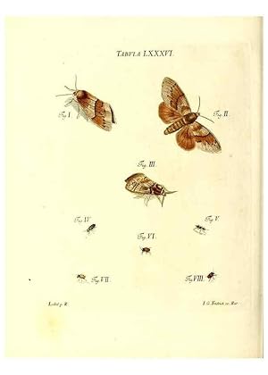 Immagine del venditore per Reproduccin/Reproduction 49810308506: Iacobi Christiani Schaefferi s.s. theologiae et philosophiae doctoris . Icones insectorum circa Ratisbonam indigenorum :. Ratisbonae :Typis Breitfeldianis,MDCCLXXIX [1766-1779]. venduto da EL BOLETIN