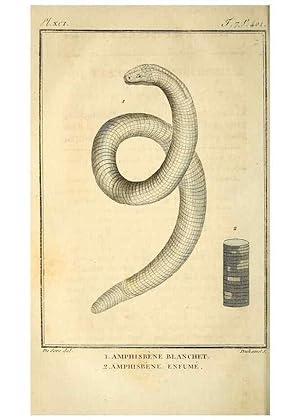 Seller image for Reproduccin/Reproduction 49813676303: Histoire naturelle, gnrale et particulire, des reptiles. A Paris :De lImprimerie de F. Dufart,an X-XI [1802-1803]. for sale by EL BOLETIN