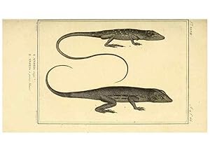 Seller image for Reproduccin/Reproduction 49814238912: Histoire naturelle, gnrale et particulire, des reptiles. A Paris :De lImprimerie de F. Dufart,an X-XI [1802-1803]. for sale by EL BOLETIN