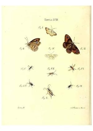 Immagine del venditore per Reproduccin/Reproduction 49809747198: Iacobi Christiani Schaefferi s.s. theologiae et philosophiae doctoris . Icones insectorum circa Ratisbonam indigenorum :. Ratisbonae :Typis Breitfeldianis,MDCCLXXIX [1766-1779]. venduto da EL BOLETIN