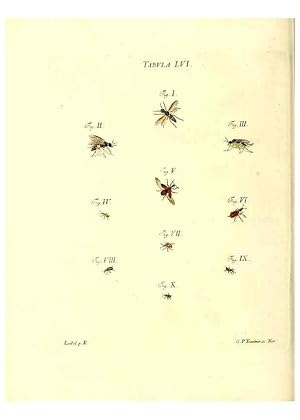 Immagine del venditore per Reproduccin/Reproduction 49810601177: Iacobi Christiani Schaefferi s.s. theologiae et philosophiae doctoris . Icones insectorum circa Ratisbonam indigenorum :. Ratisbonae :Typis Breitfeldianis,MDCCLXXIX [1766-1779]. venduto da EL BOLETIN