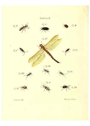 Immagine del venditore per Reproduccin/Reproduction 49809733678: Iacobi Christiani Schaefferi s.s. theologiae et philosophiae doctoris . Icones insectorum circa Ratisbonam indigenorum :. Ratisbonae :Typis Breitfeldianis,MDCCLXXIX [1766-1779]. venduto da EL BOLETIN