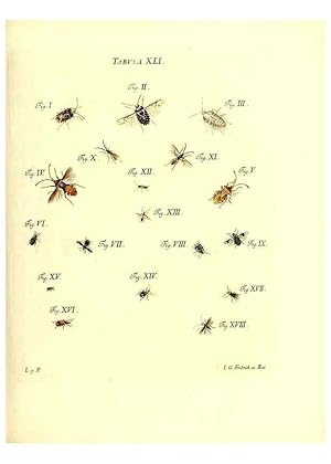 Immagine del venditore per Reproduccin/Reproduction 49810597702: Iacobi Christiani Schaefferi s.s. theologiae et philosophiae doctoris . Icones insectorum circa Ratisbonam indigenorum :. Ratisbonae :Typis Breitfeldianis,MDCCLXXIX [1766-1779]. venduto da EL BOLETIN