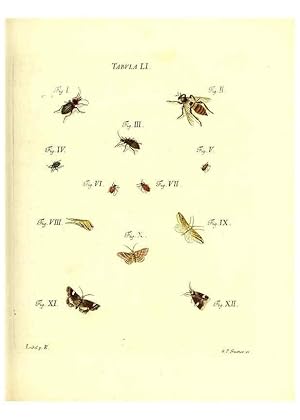 Immagine del venditore per Reproduccin/Reproduction 49810300226: Iacobi Christiani Schaefferi s.s. theologiae et philosophiae doctoris . Icones insectorum circa Ratisbonam indigenorum :. Ratisbonae :Typis Breitfeldianis,MDCCLXXIX [1766-1779]. venduto da EL BOLETIN