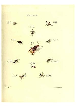 Immagine del venditore per Reproduccin/Reproduction 49810300676: Iacobi Christiani Schaefferi s.s. theologiae et philosophiae doctoris . Icones insectorum circa Ratisbonam indigenorum :. Ratisbonae :Typis Breitfeldianis,MDCCLXXIX [1766-1779]. venduto da EL BOLETIN