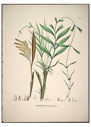 Bild des Verkufers fr Reproduccin/Reproduction 49785117618: Historia naturalis palmarum. Lipsiae: T.O. Weigel, [1823-50]. zum Verkauf von EL BOLETIN