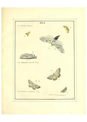 Bild des Verkufers fr Reproduccin/Reproduction 49806550298: An exposition of English insects. London :Printed for the author and sold by Messrs. Robson and Co. . and Messrs. Dilly .,1776. zum Verkauf von EL BOLETIN