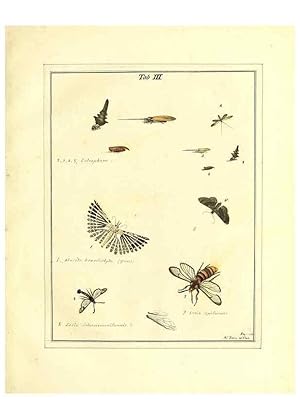 Bild des Verkufers fr Reproduccin/Reproduction 49807106771: An exposition of English insects. London :Printed for the author and sold by Messrs. Robson and Co. . and Messrs. Dilly .,1776. zum Verkauf von EL BOLETIN