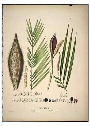Bild des Verkufers fr Reproduccin/Reproduction 49785653686: Historia naturalis palmarum. Lipsiae: T.O. Weigel, [1823-50]. zum Verkauf von EL BOLETIN